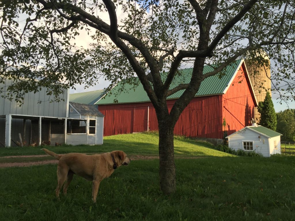 Afternoon on our farm with dog
