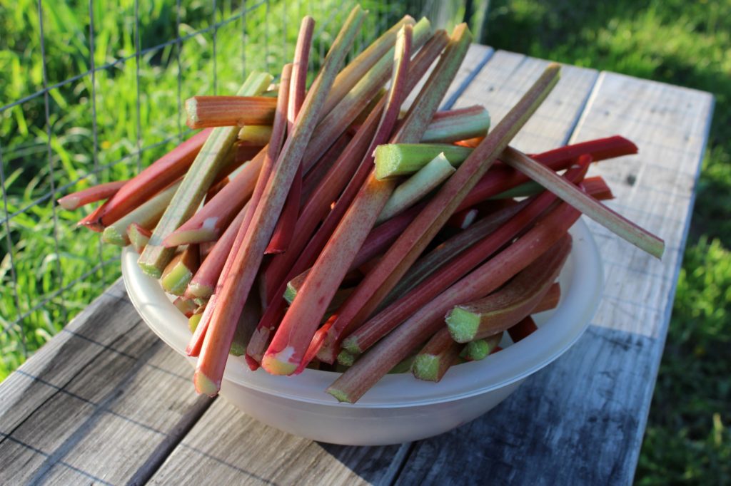 Our Rhubarb Harvest. Much of this will be cut and frozen for later