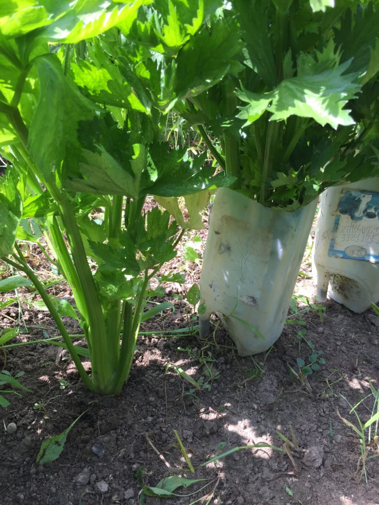 Growing celery