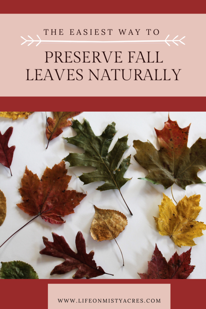 The easiest way to preserve fall leaves in beeswax 