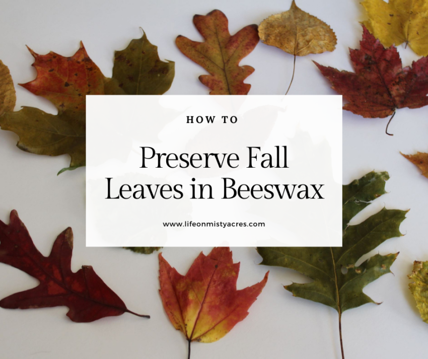 how to preserve leaves in beeswax