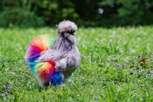 Rainbow tutu for chickens