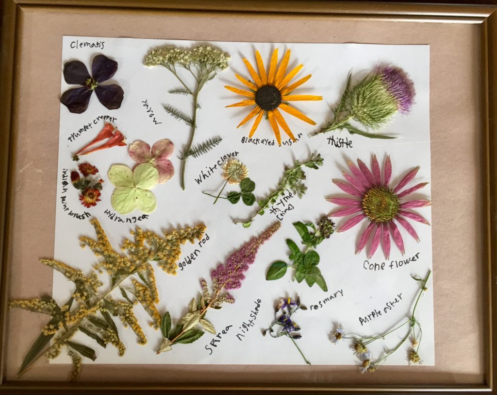 Pressed Flowers in Picture Frame
