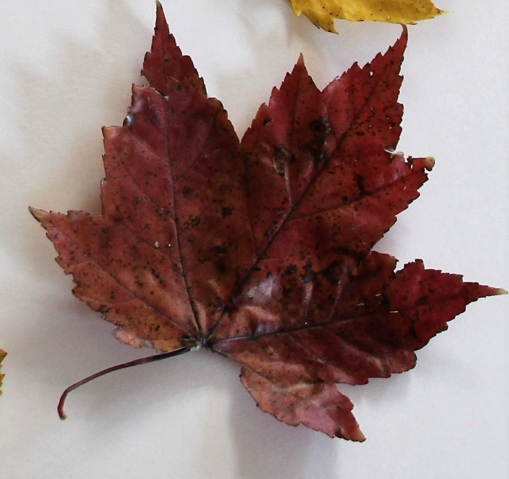 Leaf from a Sugar Maple Tree