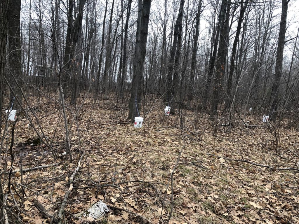 maple trees with sap collection buckets