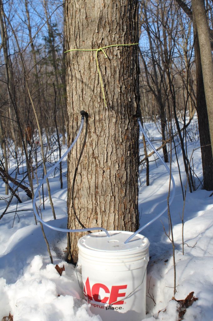 Double Maple Tree tap with bucket method for sap collection