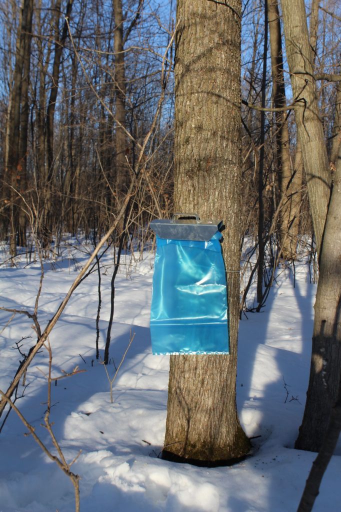 maple tree tap with bag collection method