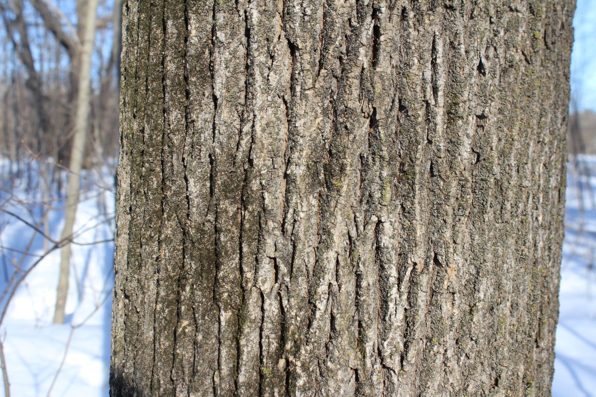 maple-syrup-making-identifying-trees-equipment-needed-life-on