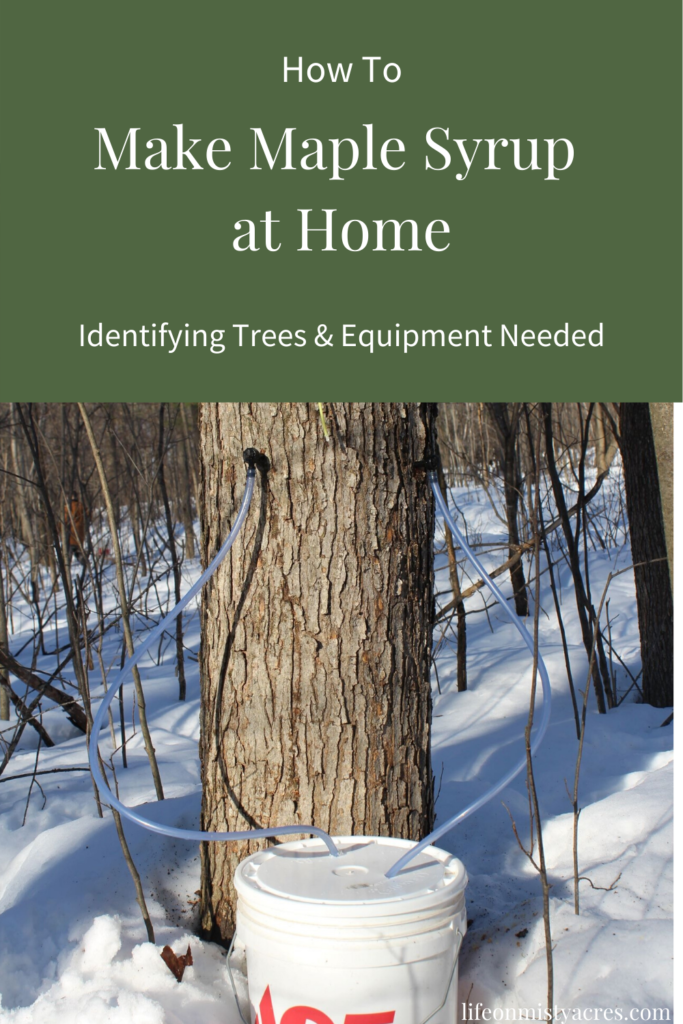 How to Make Maple Syrup at Home: Identifying trees & Equipment Needed Pin