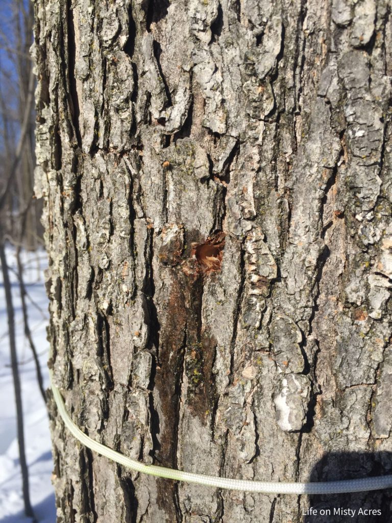 maple sap seeping from the tree on a warm day
