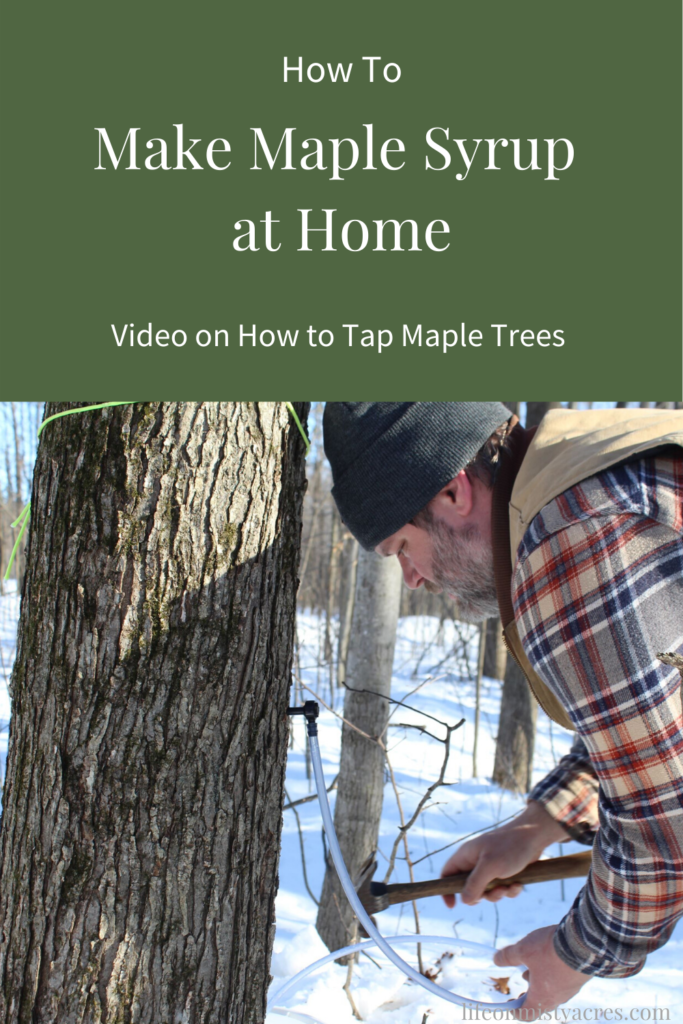 how to tap maple trees pinterest