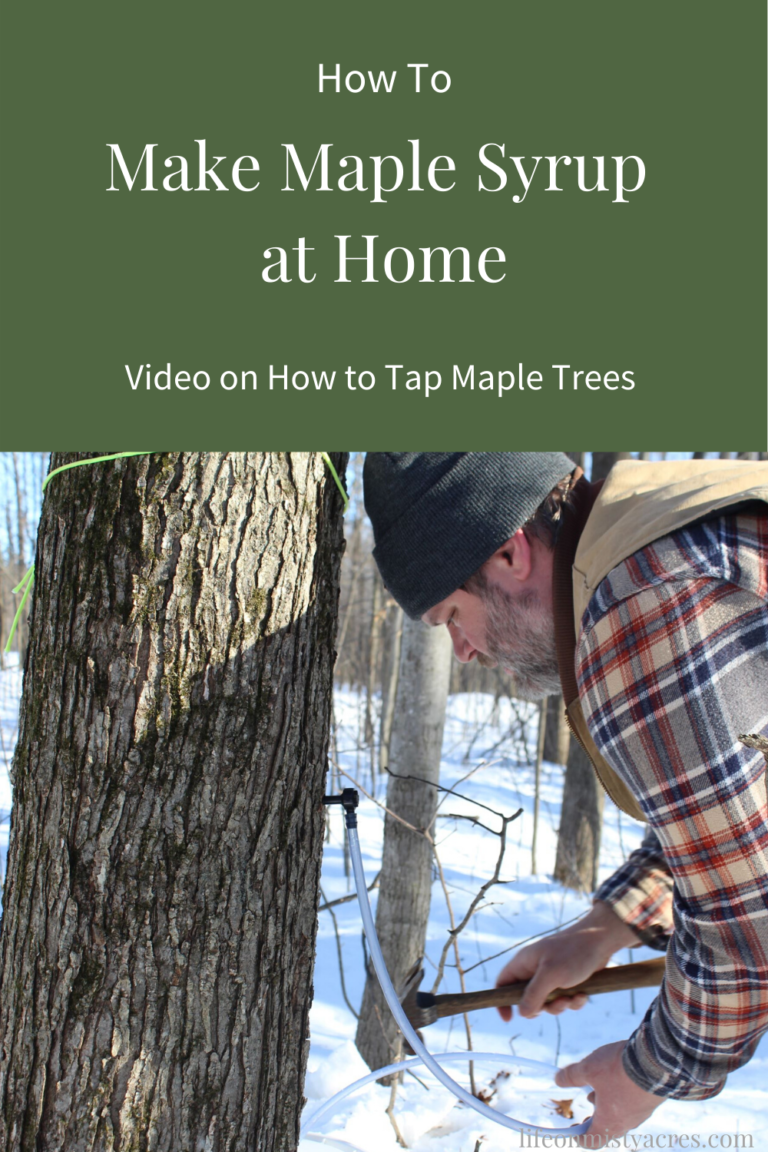 How to Tap Maple Trees & Collect the Sap Life on Misty Acres