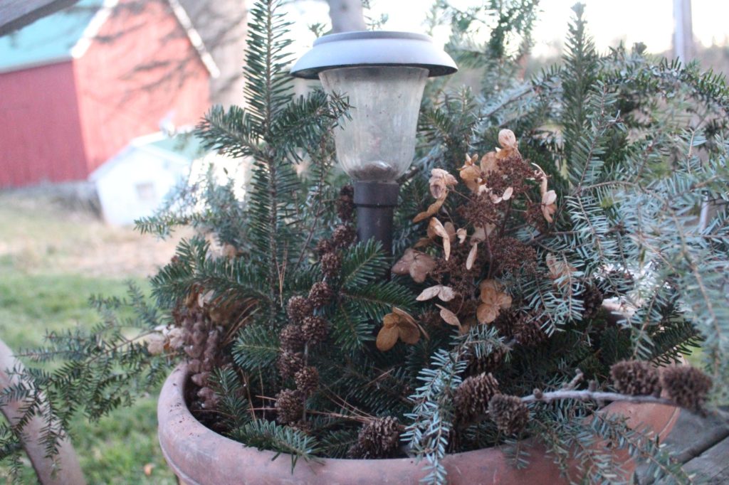 put solar lights in planter with pine bows and dried flowers