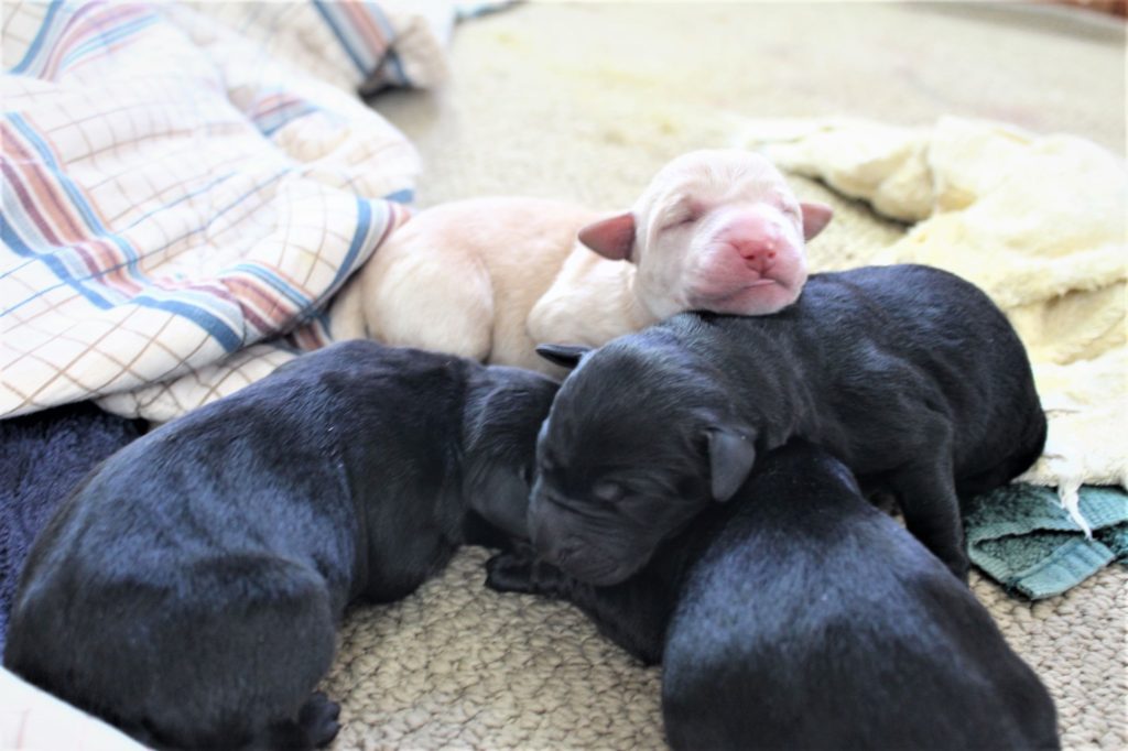 Labrador puppies 2
