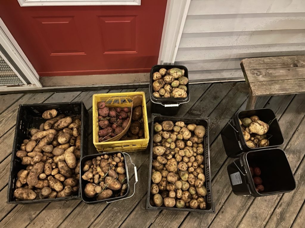 potatoes read to go into the root cellar