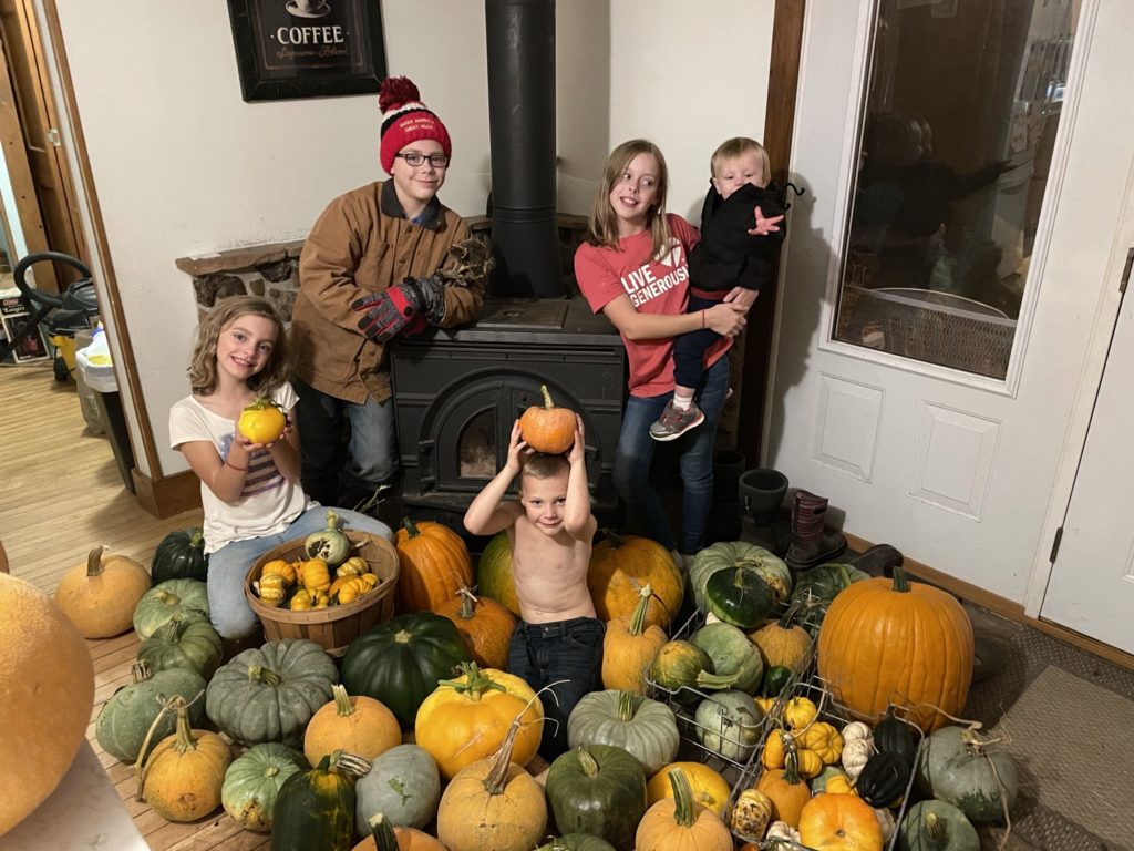 pumpkin harvest with the kids
