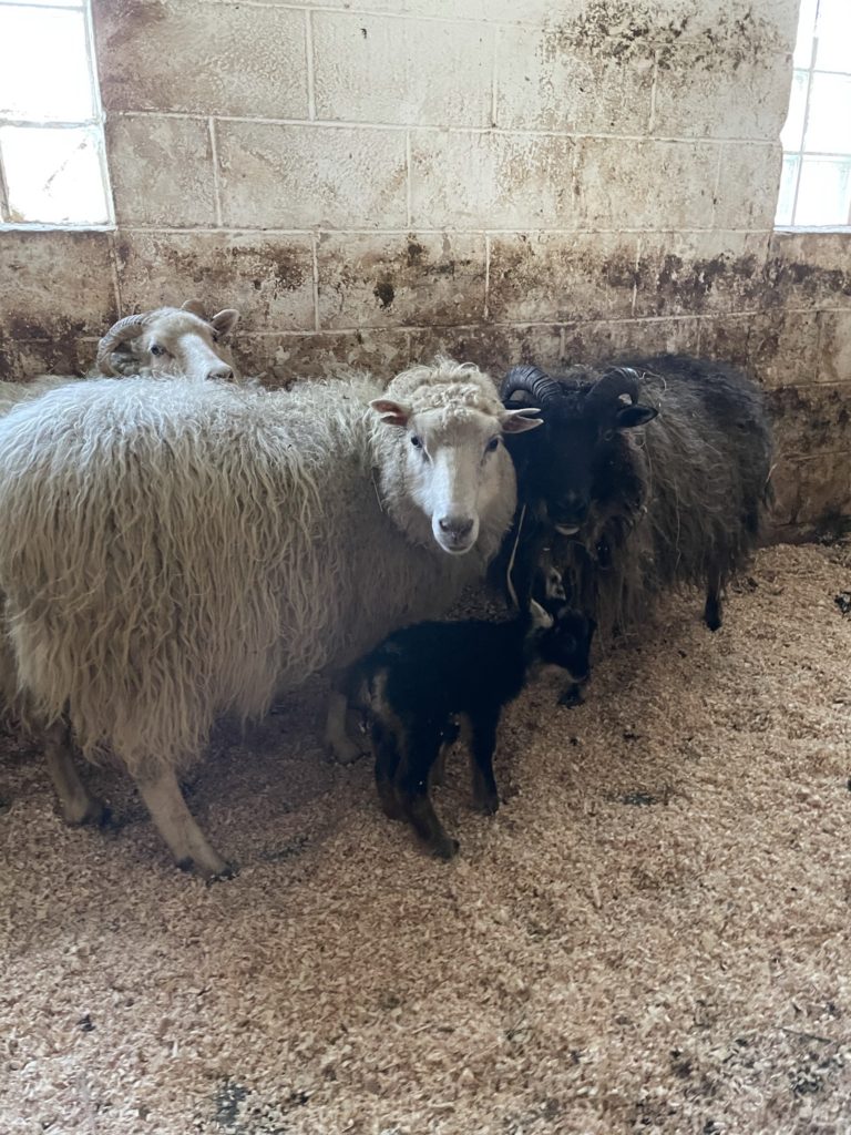 protective ewes mothers