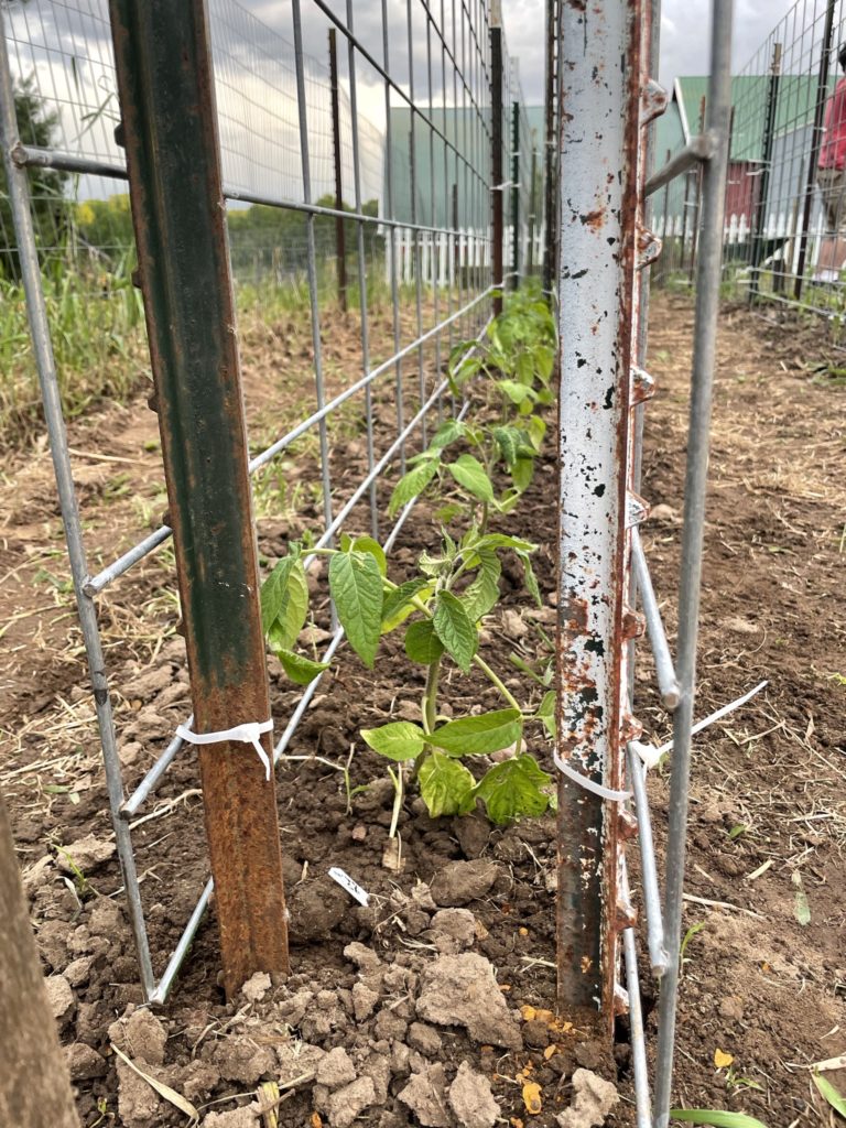 growing tomatoes between pig panels