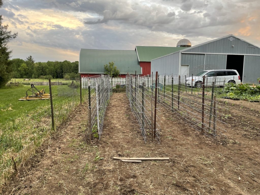 Growing tomatoes between pig panel fencing