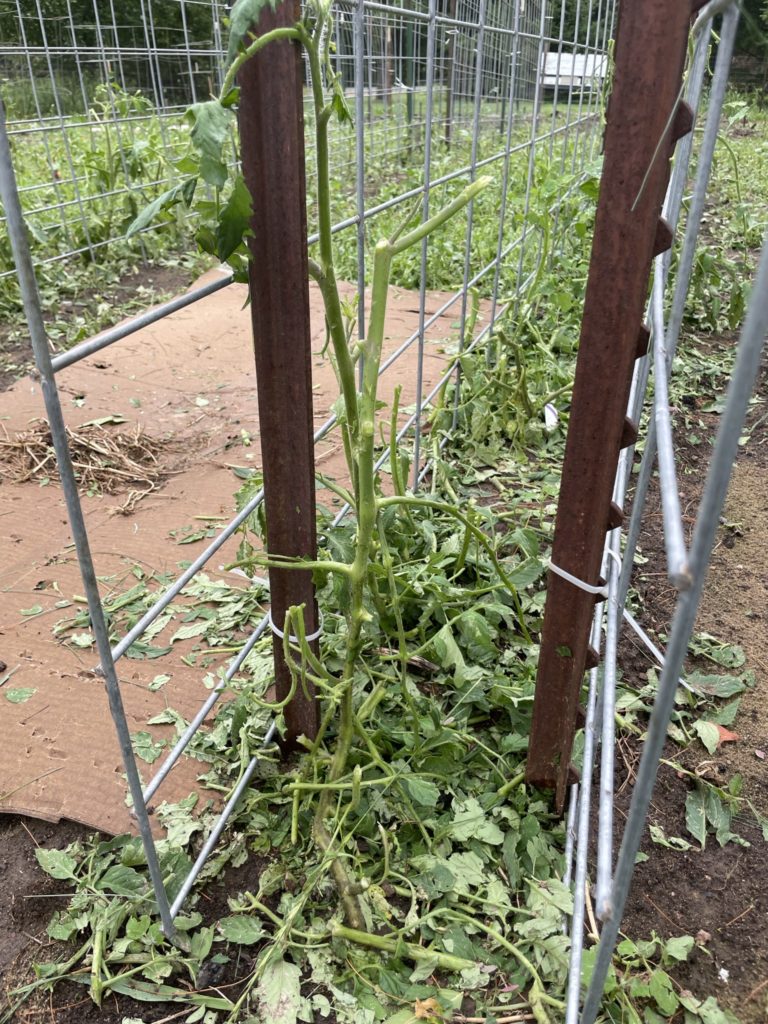 tomato plants after getting hit by hail