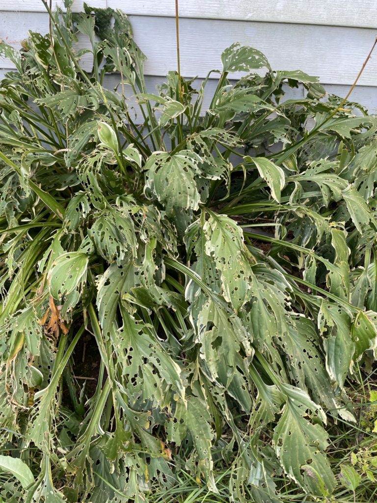 Hosta plant eaten by slugs