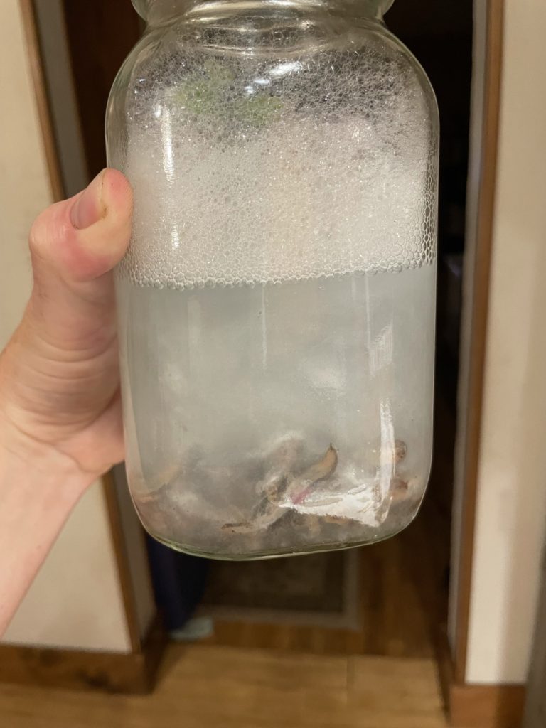 dead slugs in a jar from picking