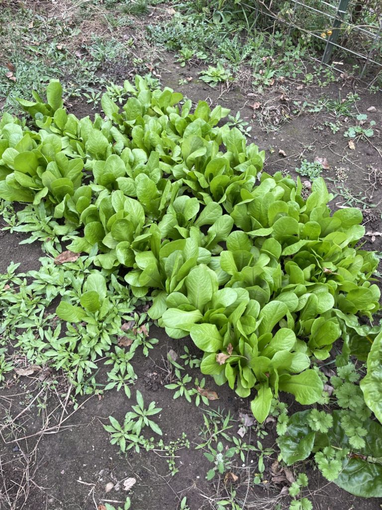 Deep Winter Lettuce
