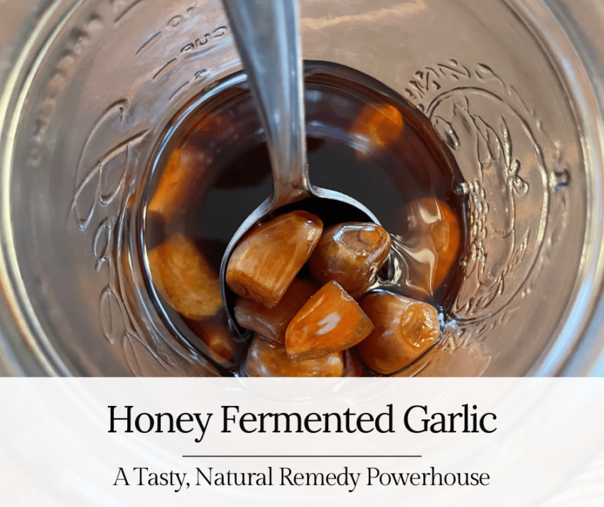 Honey Fermented Garlic is a tasty, natural remedy powerhouse