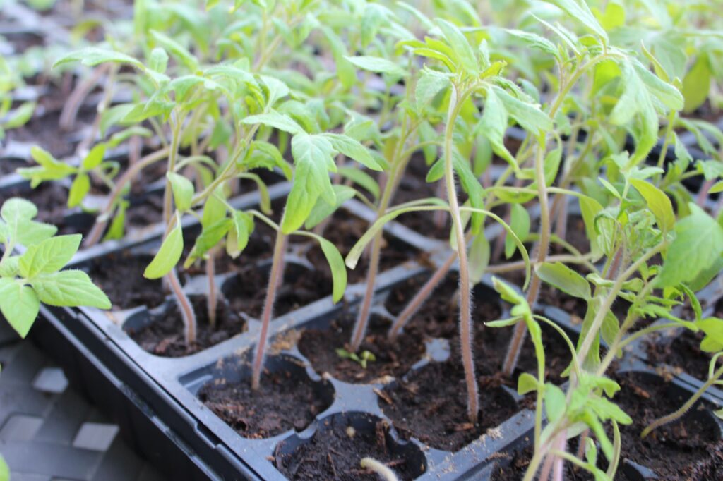 Tomato seedlings started in a tray